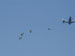 ./cow/cowsummer/airborne_tax/thumbnails/Parents-Club-Badges-061.jpg