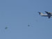 ./cow/cowsummer/airborne_tax/thumbnails/Parents-Club-Badges-069.jpg