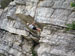 ./cow/cowsummer/climbing_piad/thumbnails/Climb-15.jpg
