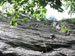 ./cow/cowsummer/climbing_piad/thumbnails/Climb-17.jpg