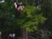 ./yearling/cft/scherr_rope/thumbnails/DSC00098.jpg