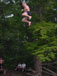 ./yearling/cft/scherr_rope/thumbnails/DSC00099.jpg