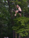 ./yearling/cft/scherr_rope/thumbnails/DSC00100.jpg