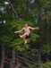./yearling/cft/scherr_rope/thumbnails/DSC00102.jpg
