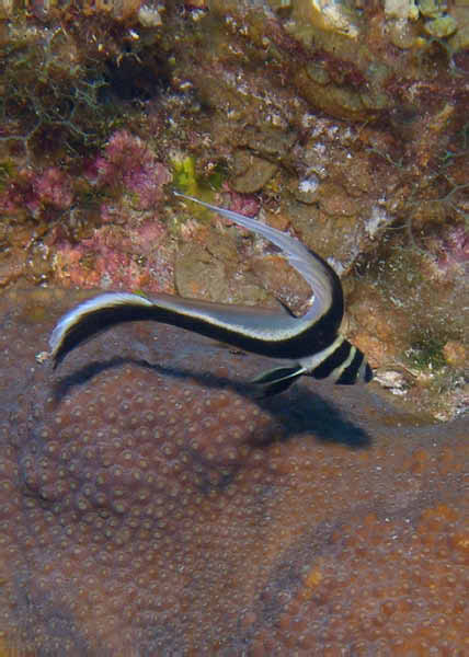 BelUW11cu