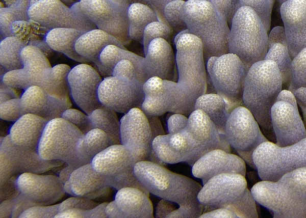 BelUW127cu