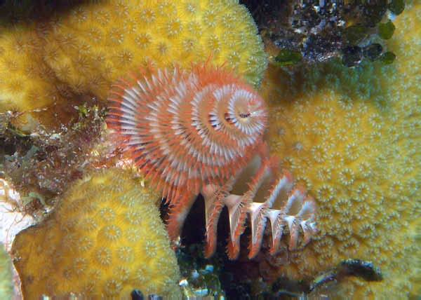 BelUW129cu