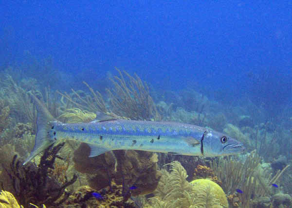 BelUW146cu