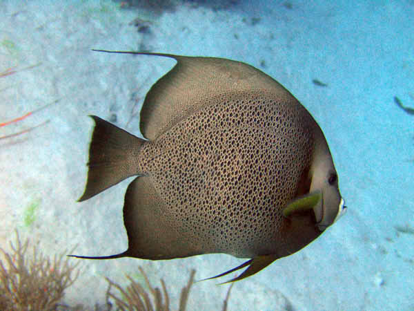 BelUW2