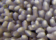 BelUW127cu