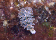 BelUW160cu