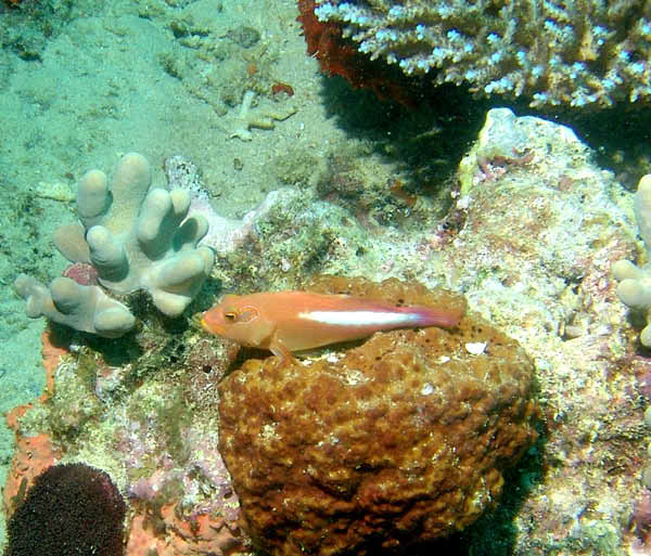 Arc-Eyed Hawkfish