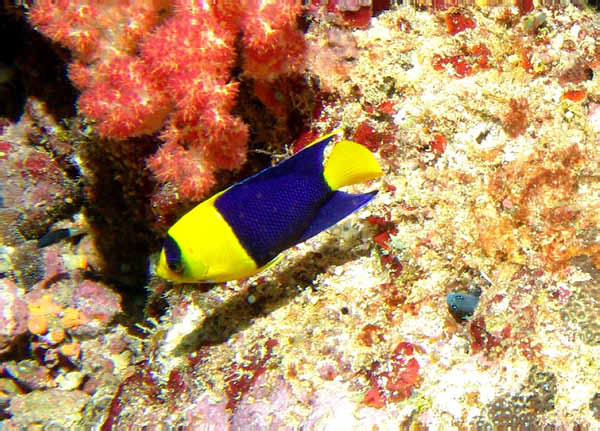 Bi-Color Angelfish