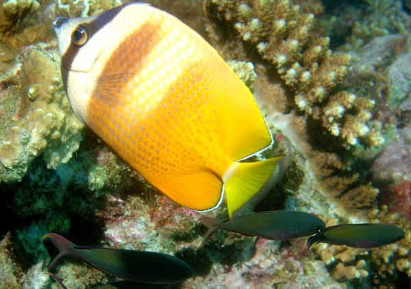 Black Lip Butterflyfish