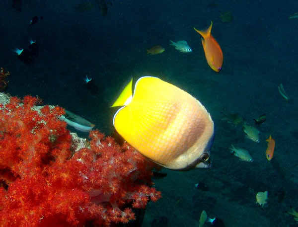 Black Lip Butterflyfish1