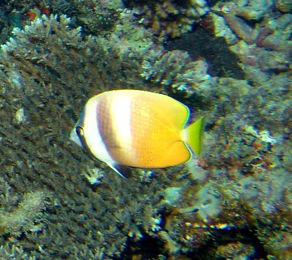 Black Lip Butterflyfish2a