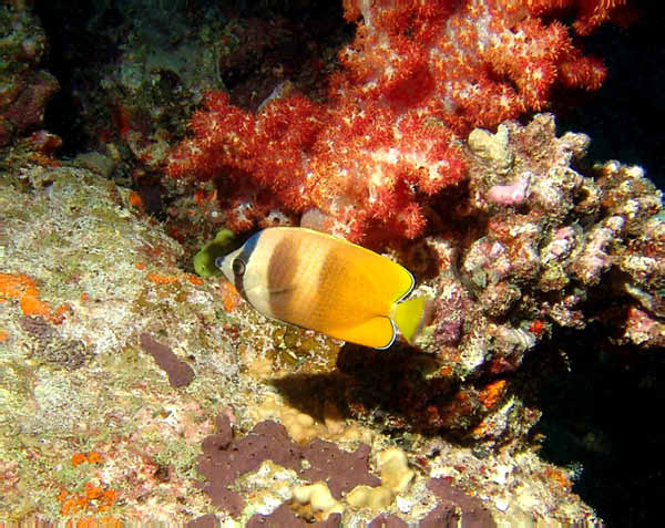 Black Lip Butterflyfish3