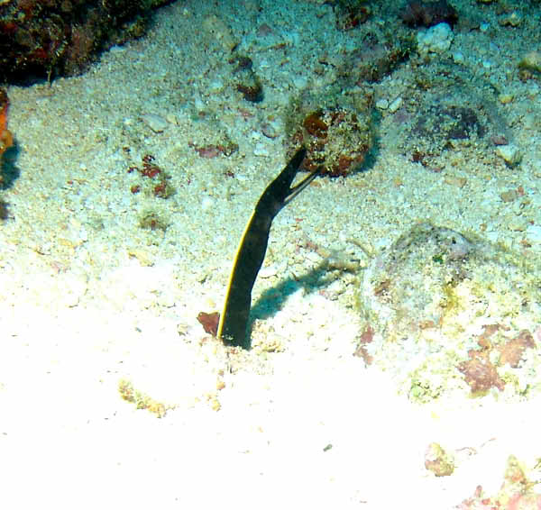 Black Ribbon Eel