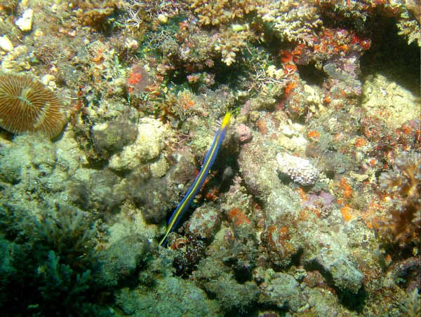 Blue Ribbon Eel1