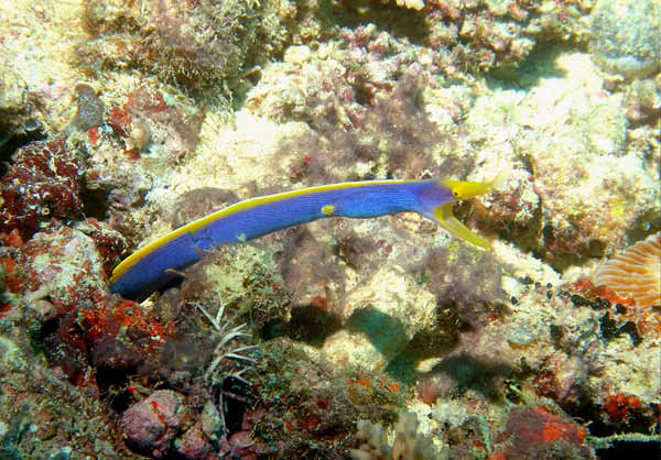 Blue Ribbon Eel2a