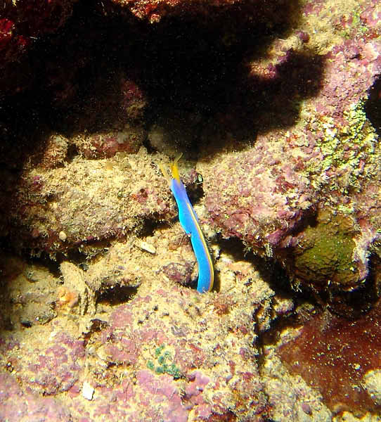 Blue Ribbon Eel3