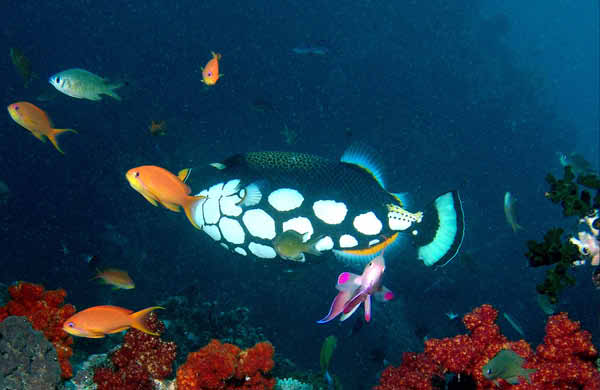 Clown Triggerfish2a