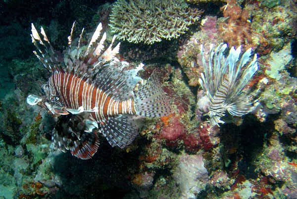 Common Lion Fish3a