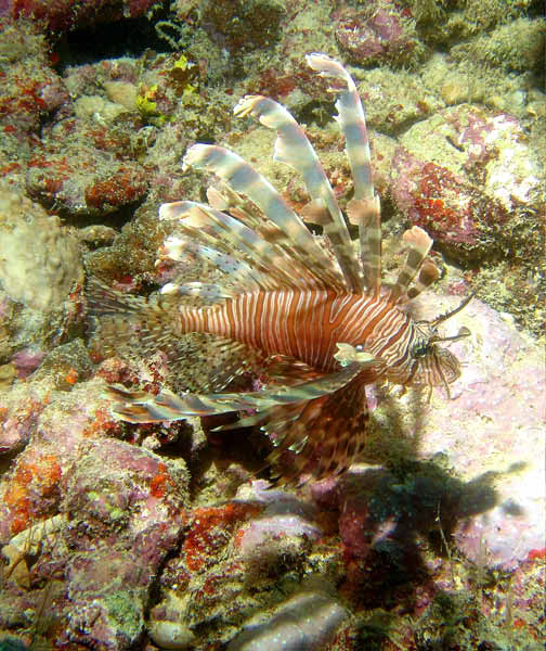 Common Lion Fish5