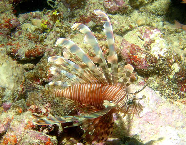 Common Lionfish