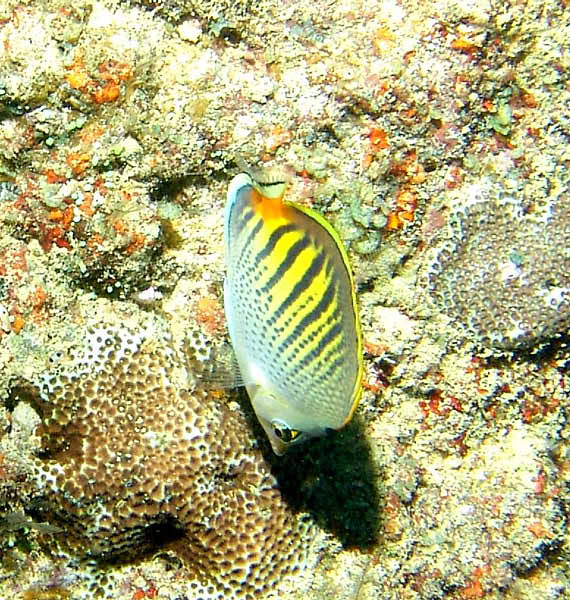 Dot & Dash Butterflyfish