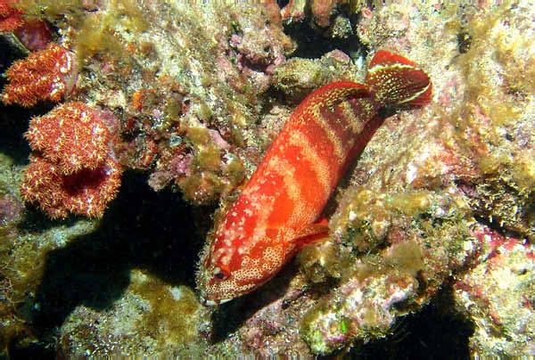 Flagtail Grouper