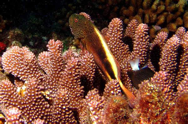 Freckled Hawkfish