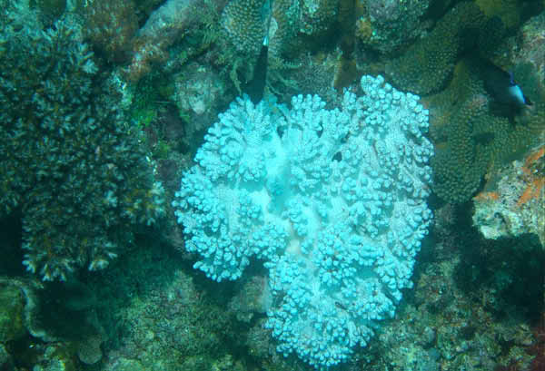 Ghost Coral