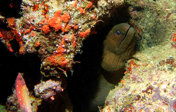 Giant Moray Eel