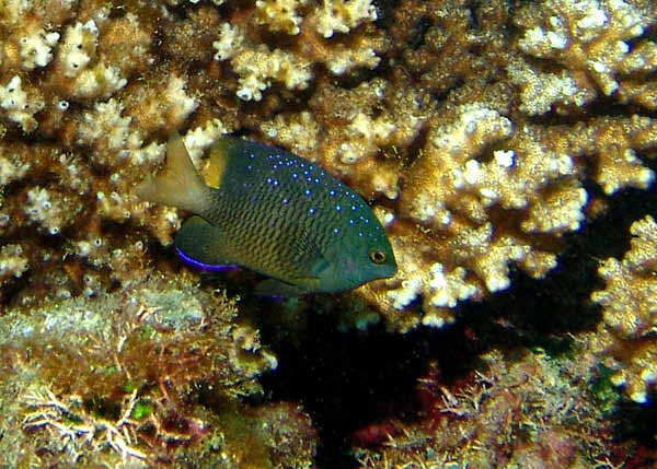 Jewel Damselfish