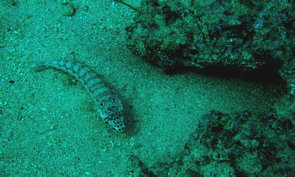 Latticed Sandperch