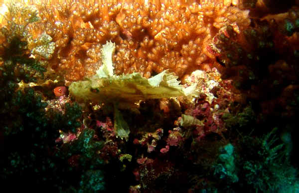 Leaf Scorpion Fish2