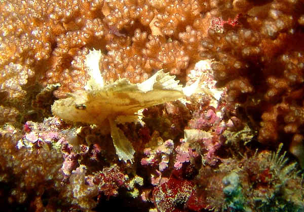 Leaf Scorpionfish