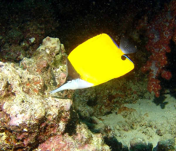 Long Nose Butterflyfish2