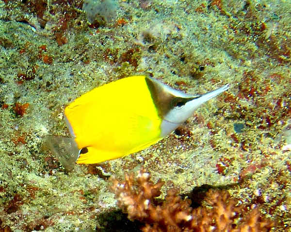 Longnose Butterflyfish