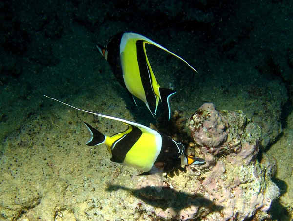 Moorish Idol1