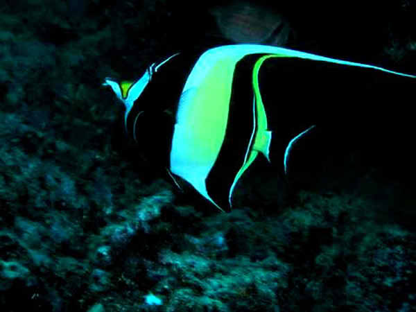 Moorish Idol2