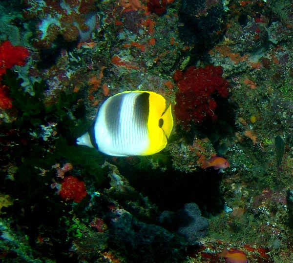 Pacific Double-Saddle Butterflyfish1