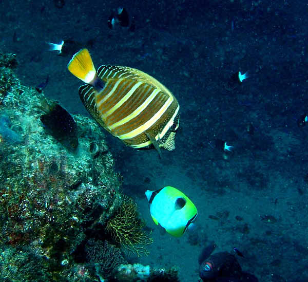Pacific Sailfin Tang