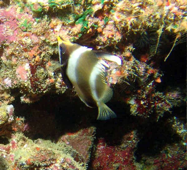 Pennant Bannerfish