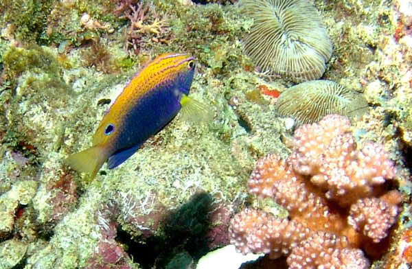 Princess Damselfish