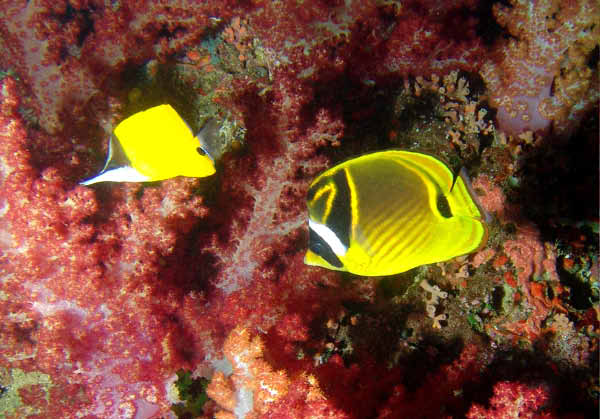 Raccoon Butterflyfish