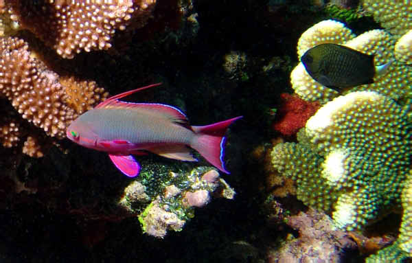 Scalefin Anthias