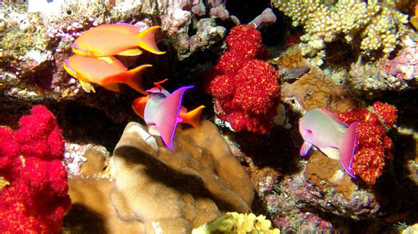 Scalefin Anthias1