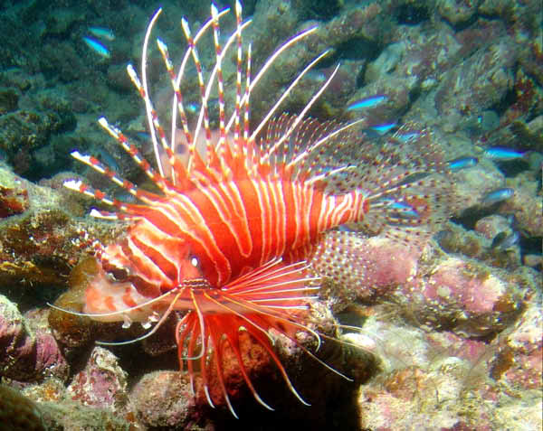 Spotfin Lionfish